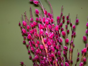Pink Pussy Willow