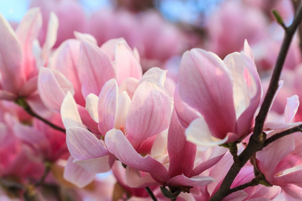 Magnolias